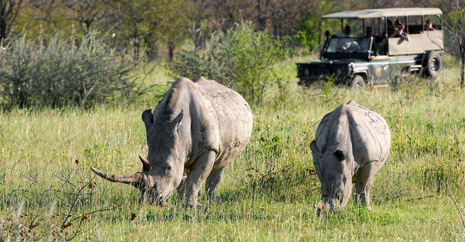Black rhinos and Nat Hab guests, Ongava Private Reserve, Namibia.