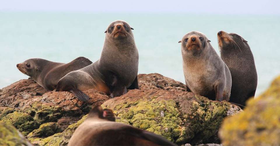 New Zealand Fur Seals, New Zealand.