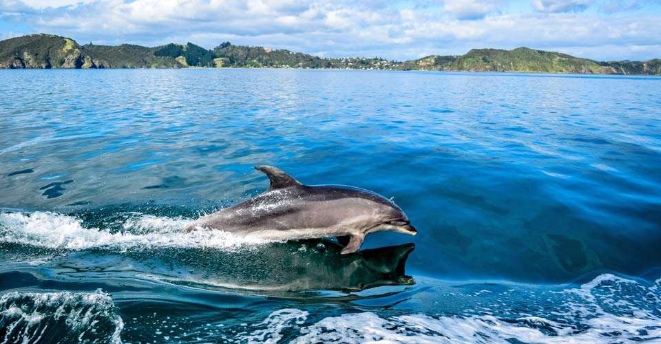 Bottlenose dolphin, Milford Sound, New Zealand.