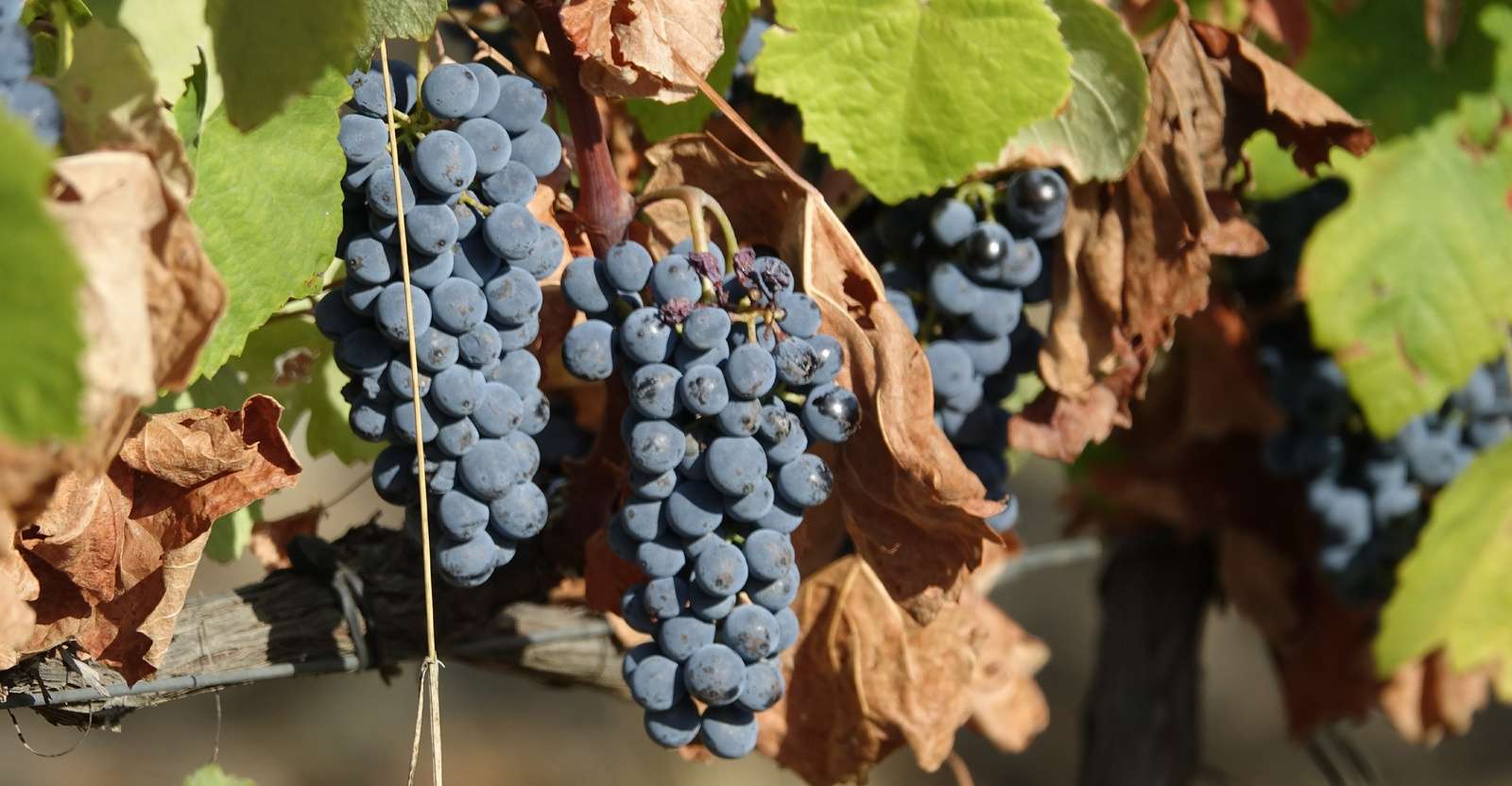 Grapes, Douro Valley, Portugal.