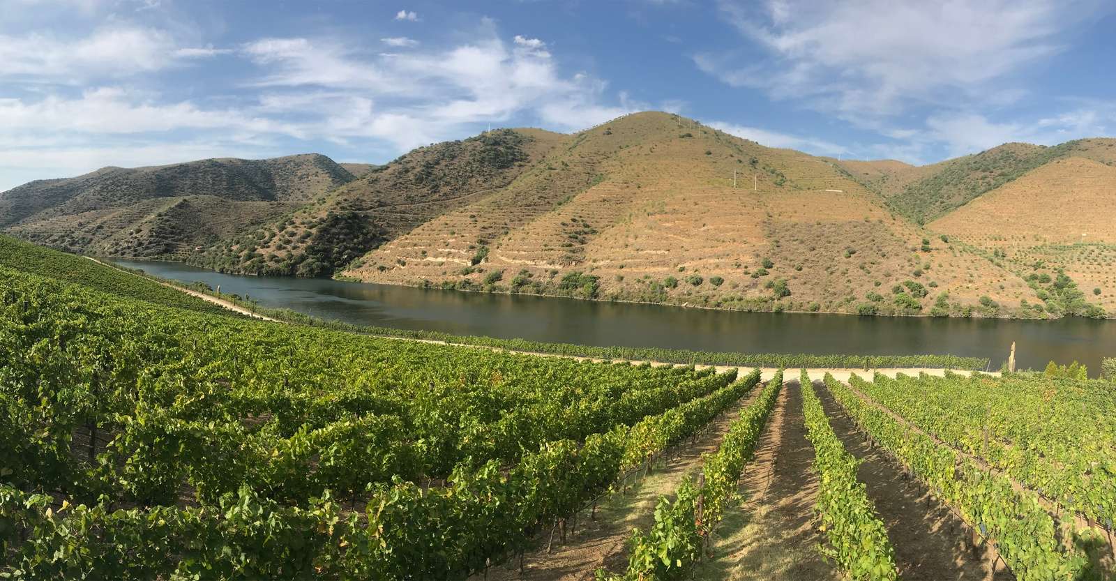 Vineyard and Douro River, Douro Valley, Portugal.