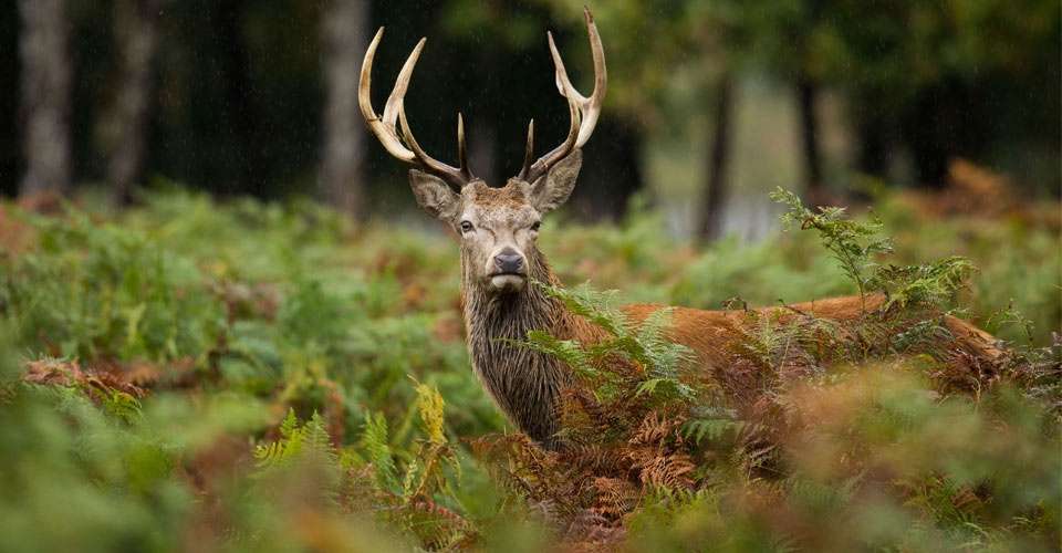 Red deer, Scottish Highlands, Scotland. 