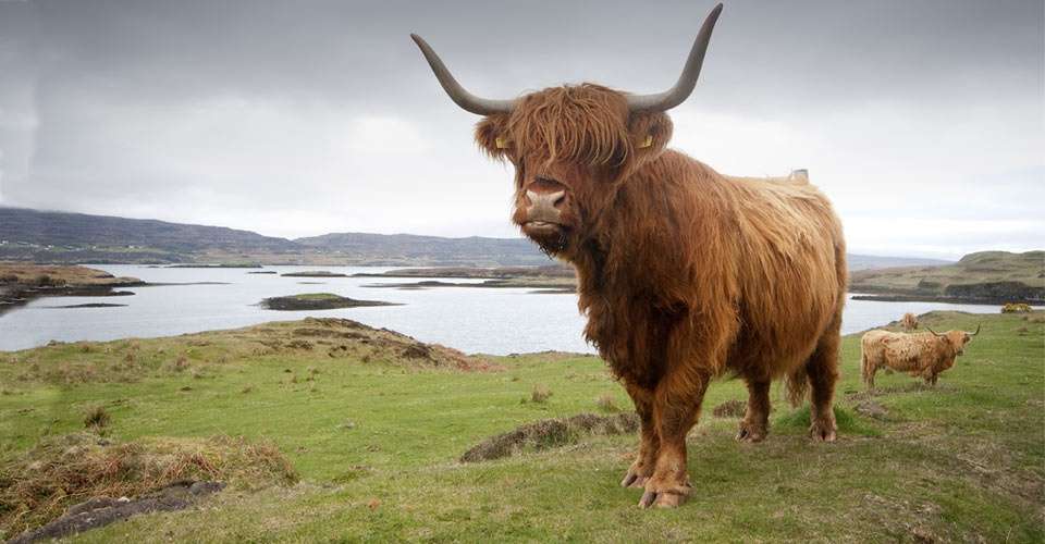 Highland cows grazing, Scottish Highlands, Scotland.