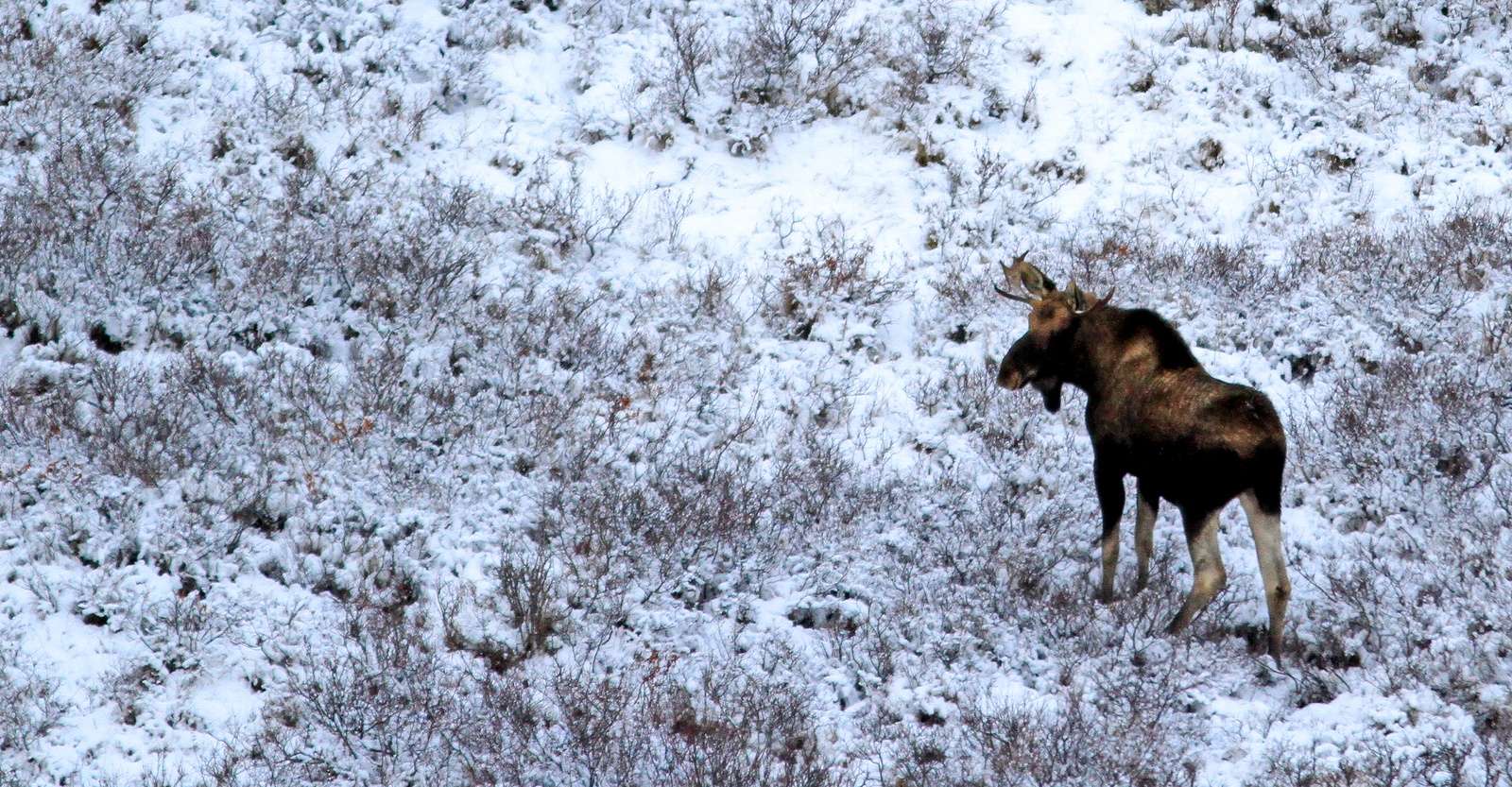 Bull moose, Churchill, Manitoba.