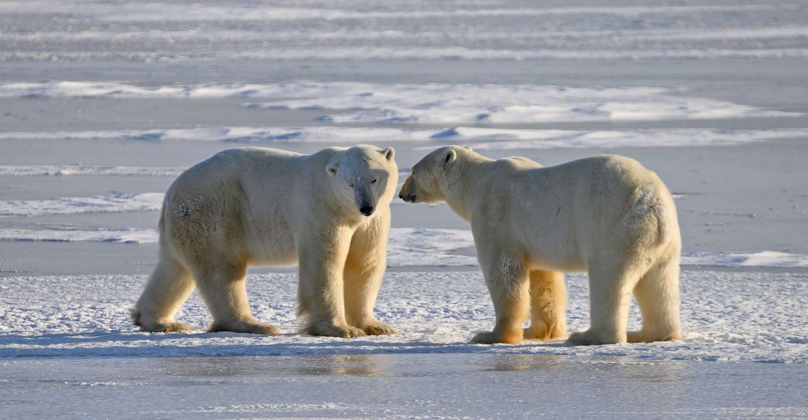 Polar bears at Hudson Bay, Churchill, Manitoba.