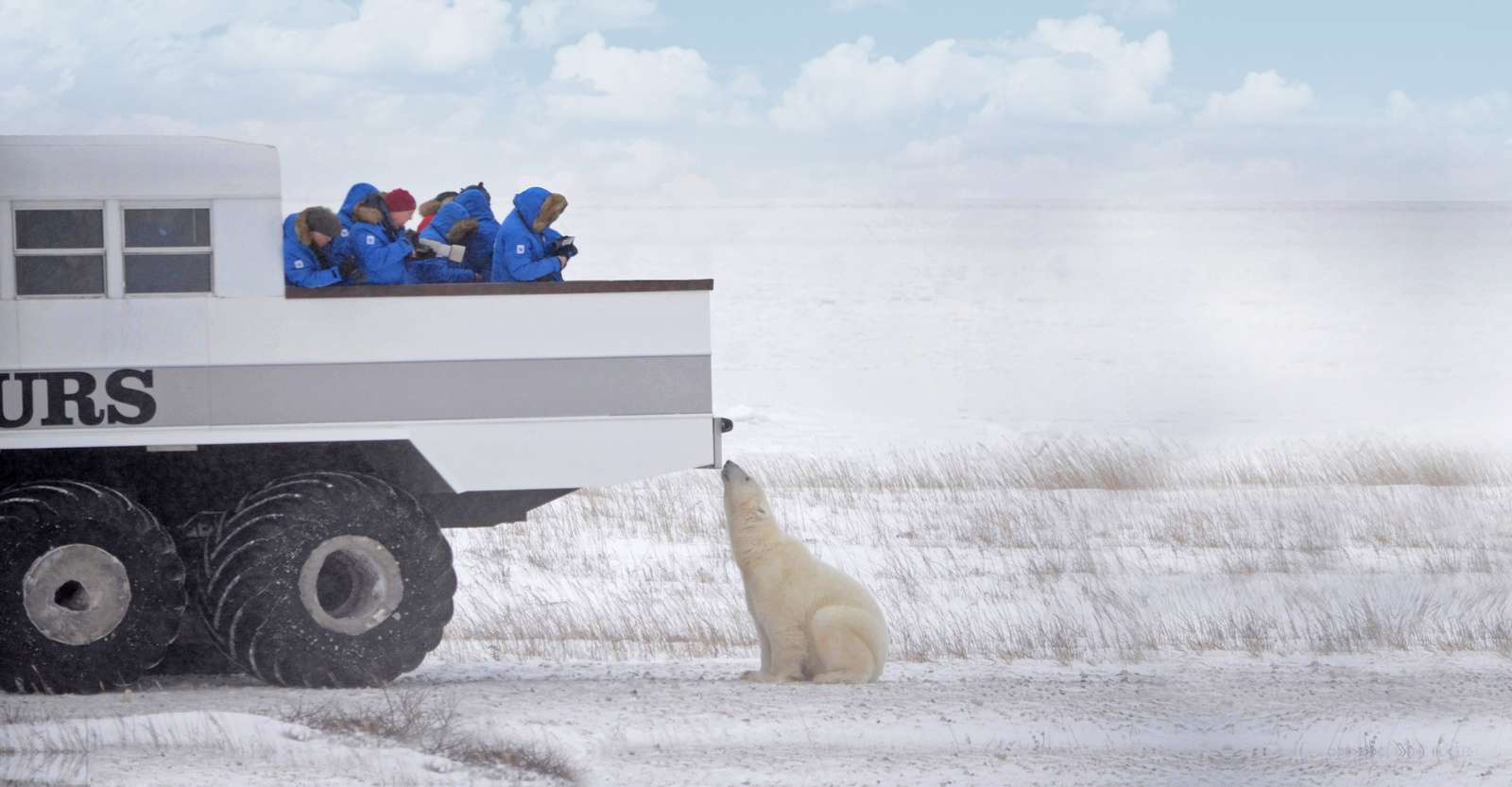 Nat Hab guests view polar bear from Polar Rover, Churchill, Manitoba.