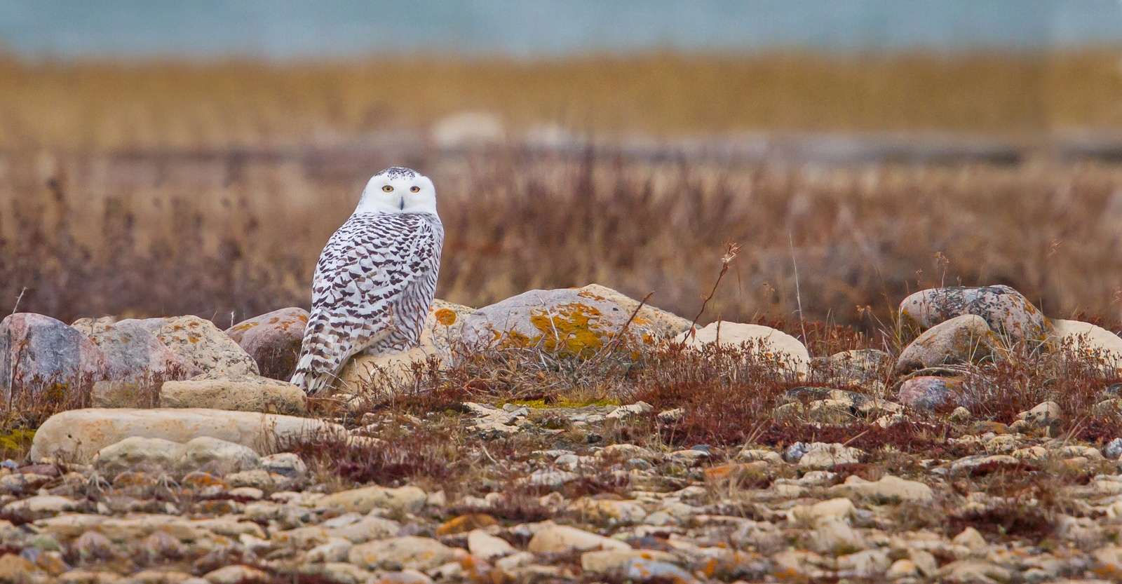 Snowy owl, Churchill, Manitoba.
