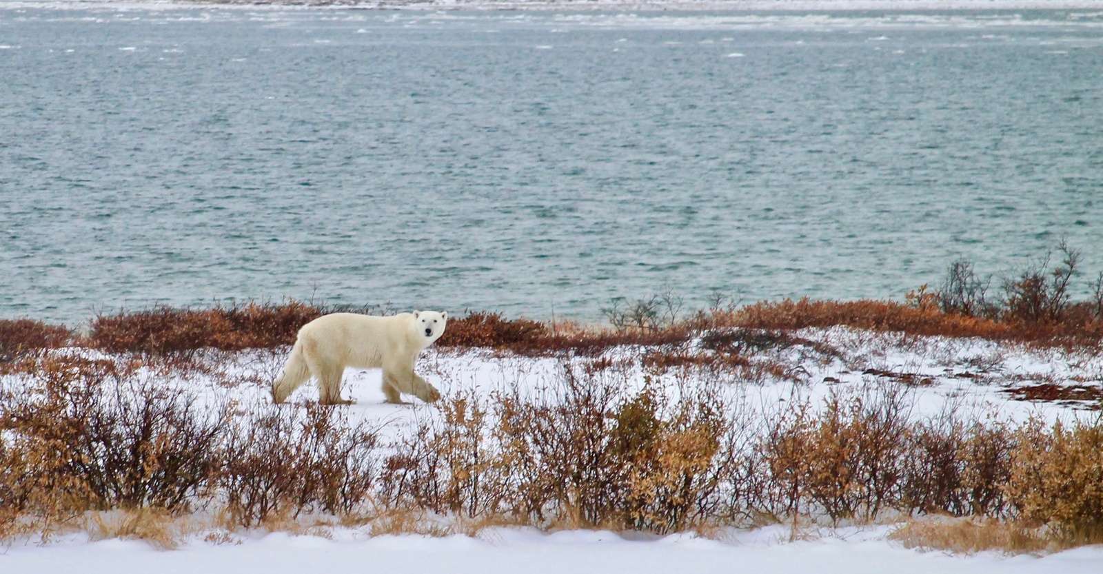 Polar bear at Hudson Bay, Churchill, Manitoba.