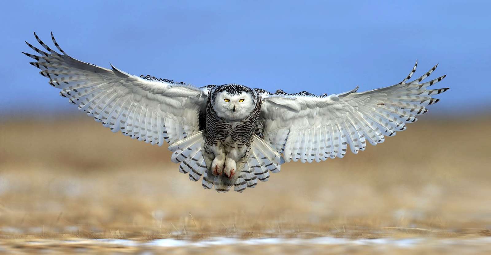 Snowy owl, Churchill, Manitoba.