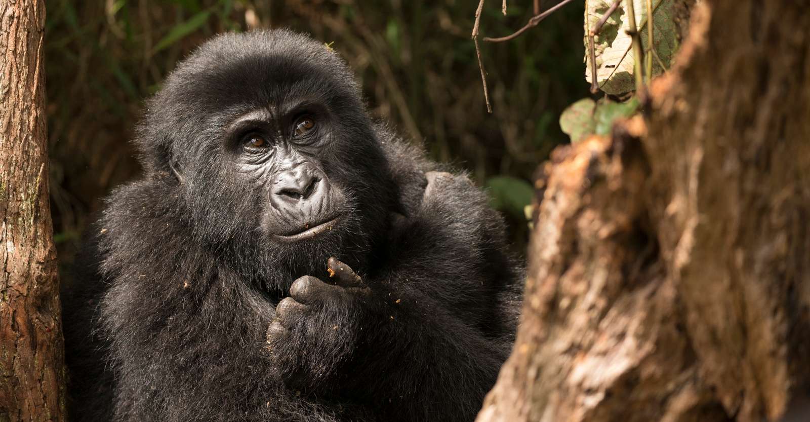 Mountain gorilla, Bwindi Impenetrable National Park, Uganda.