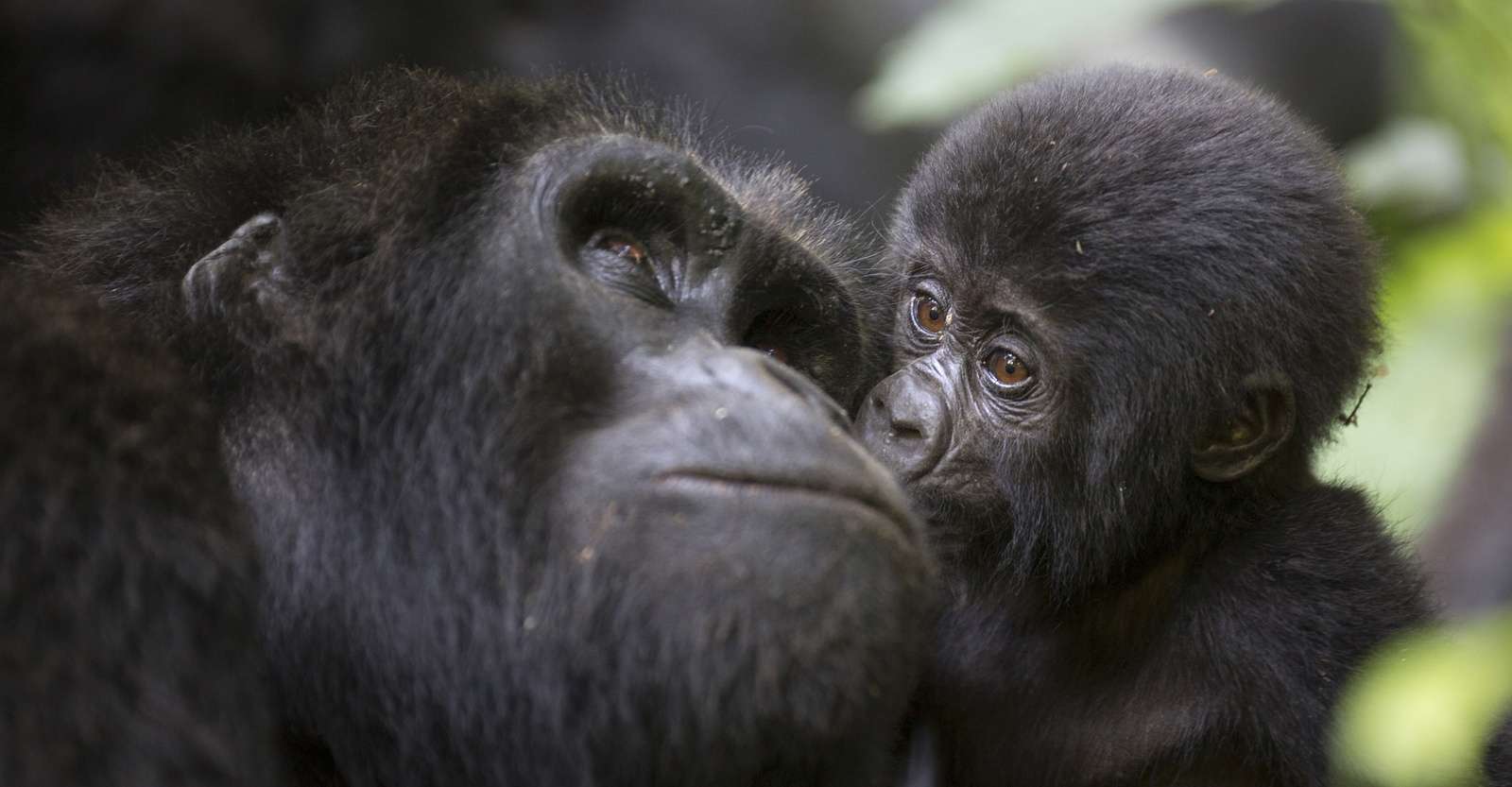Baby and mother mountain gorillas, Bwindi Impenetrable National Park, Uganda.