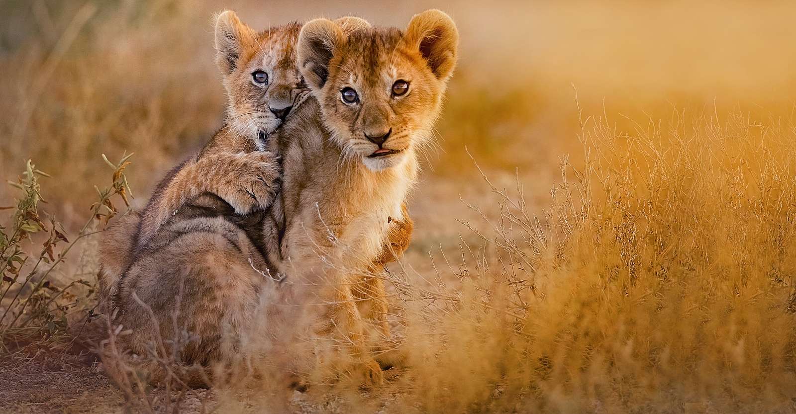 Lion cubs, Northern Serengeti, Tanzania.