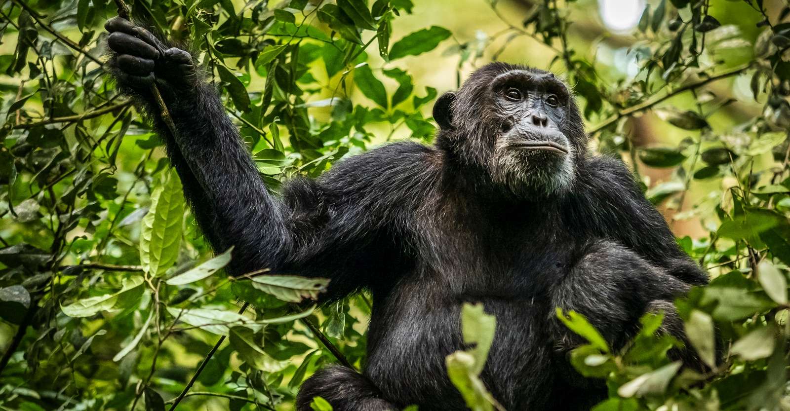 Chimpanzee, Kibale National Park, Uganda.