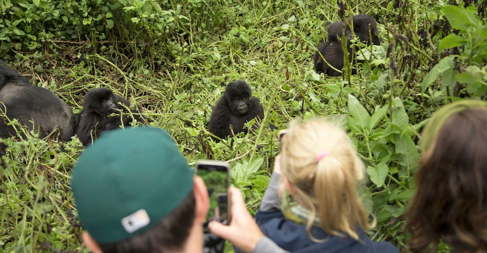 Nat Hab guests and mountain gorillas, Volcanoes National Park, Rwanda.