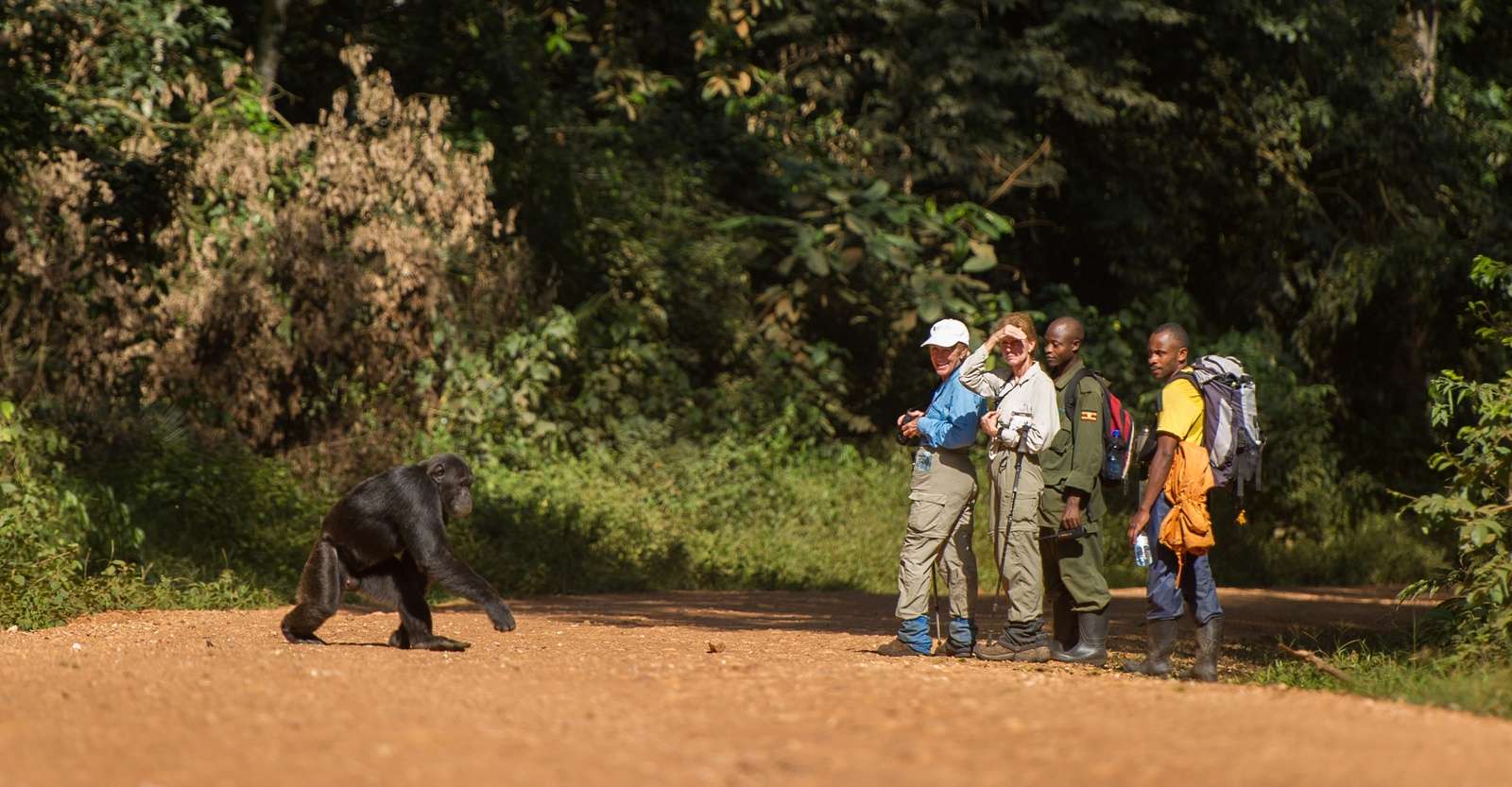Chimpanzee and Nat Hab guests, Kibale National Park, Uganda. 