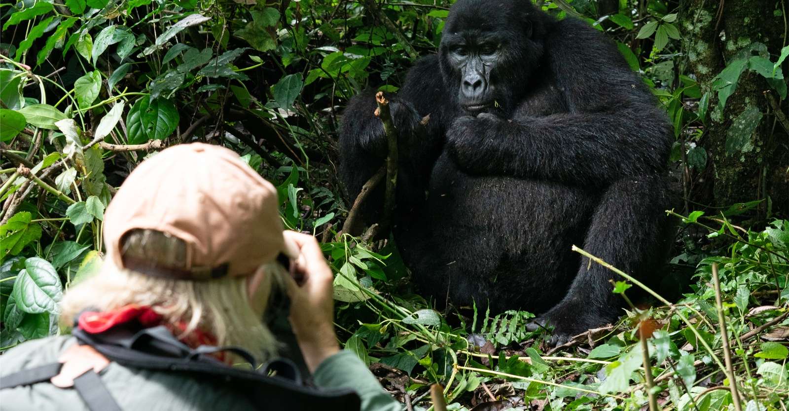 Nat Hab guest photographs a mountain gorilla, Volcanoes National Park, Rwanda.