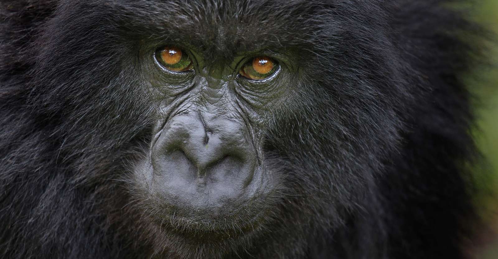 Mountain gorilla, Bwindi Impenetrable National Park, Uganda.