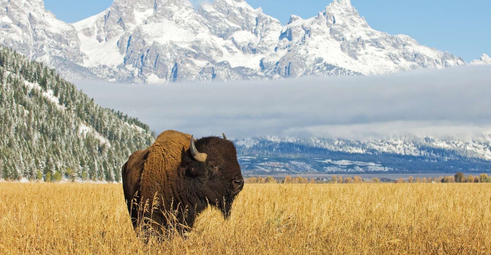 American bison, Grand Teton National Park, Wyoming.