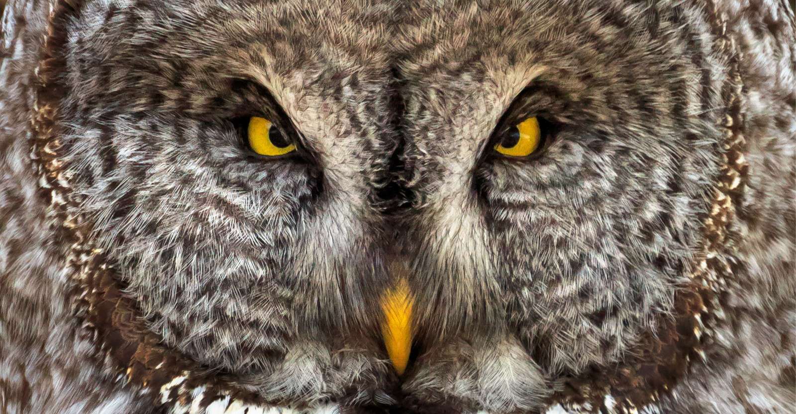 Great gray owl, Yellowstone National Park, Wyoming.