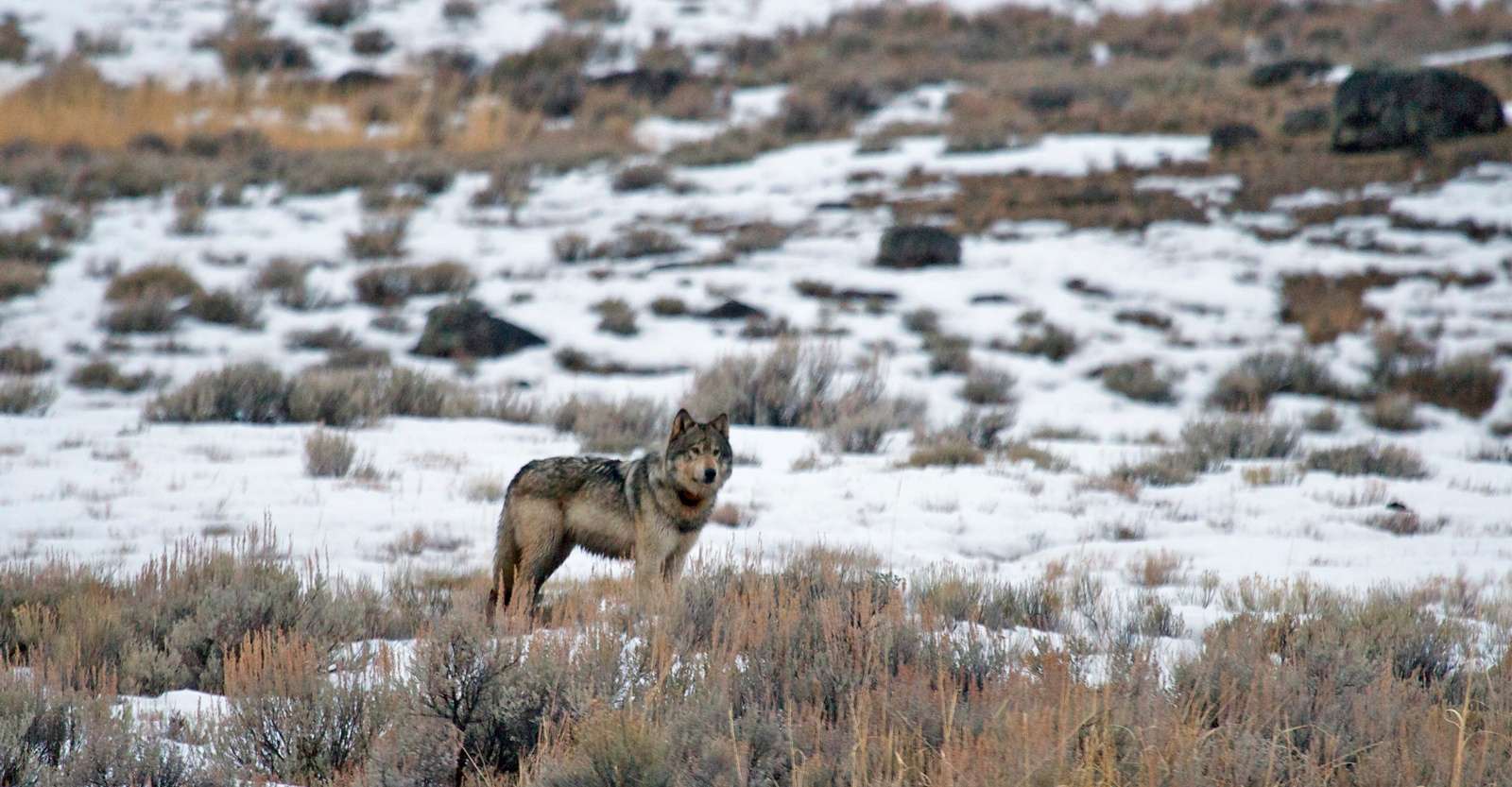 Gray wolf, Yellowstone National Park, Wyoming.