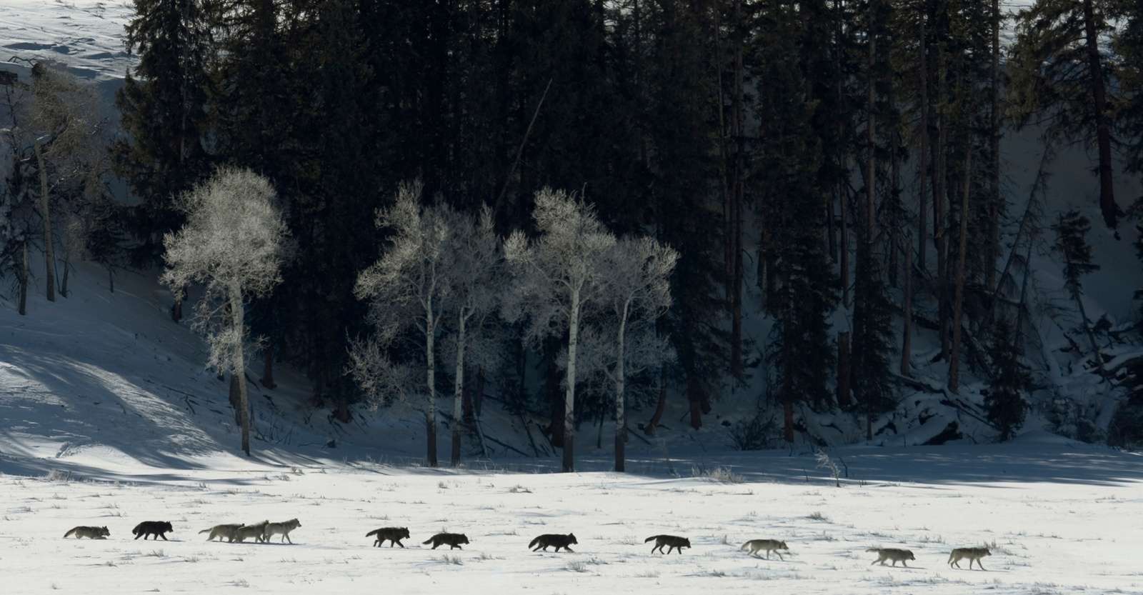 Pack of gray wolves, Lamar Valley, Yellowstone National Park, Wyoming.