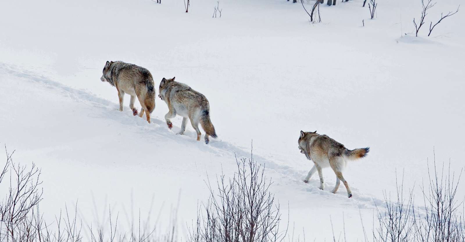 Gray wolves, Yellowstone National Park, Wyoming.