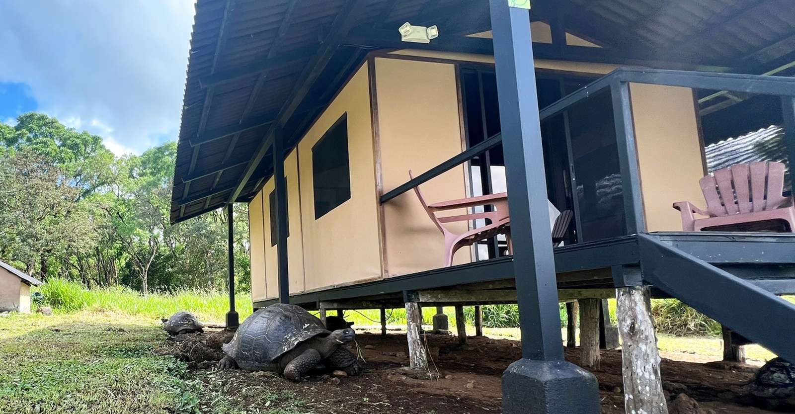 Tortoise next to a cabin at Nat Hab