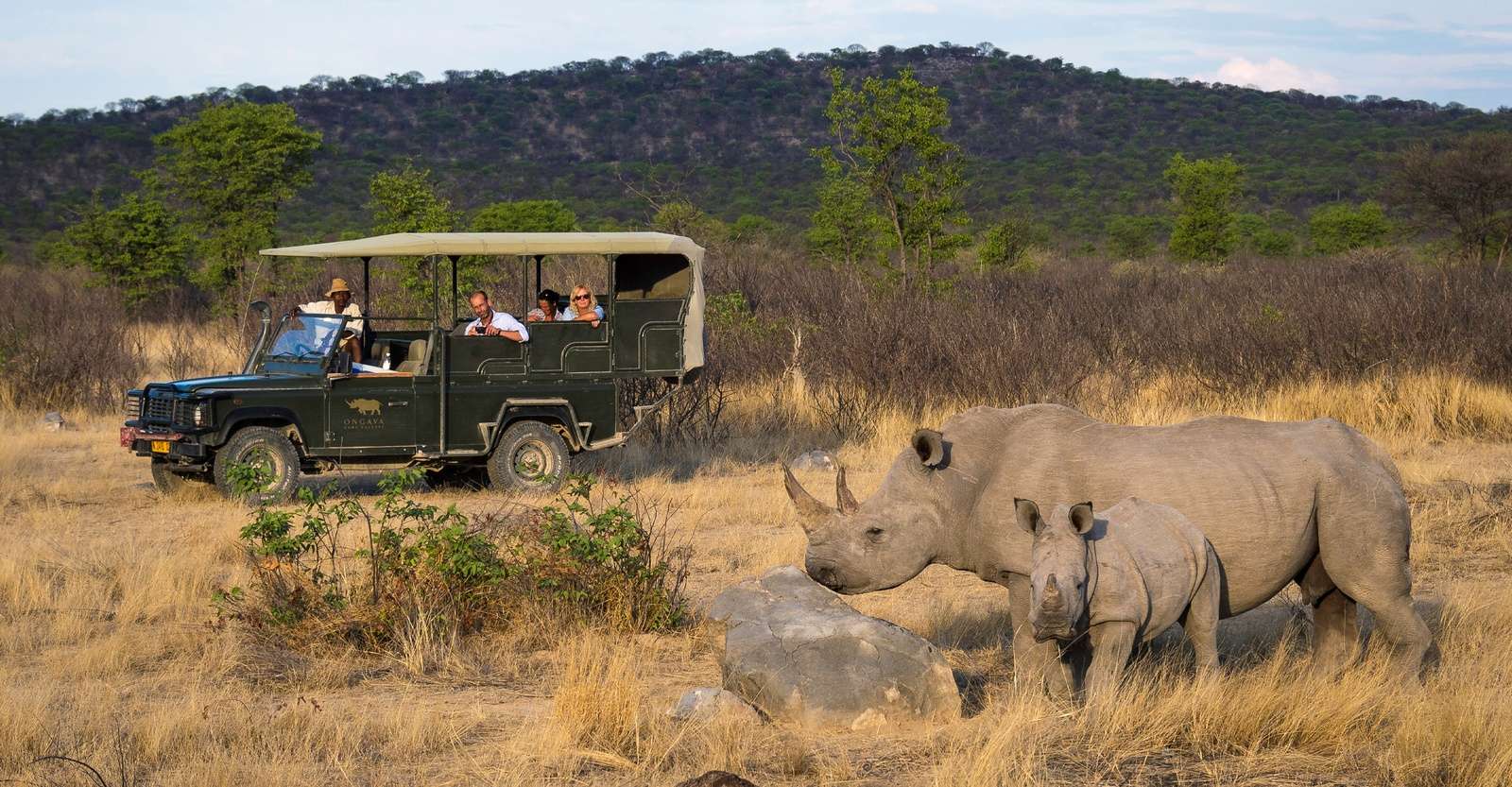 White rhinos and Nat Hab guests, Ongava Private Reserve, Namibia.