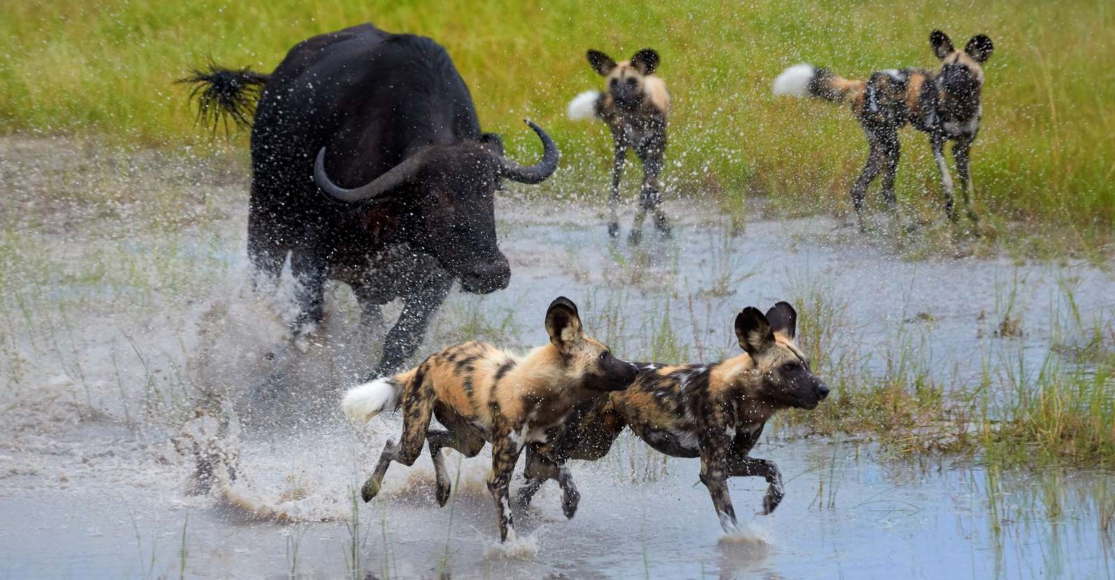 African water buffalo and African wild dogs, Okavango Delta, Botswana.