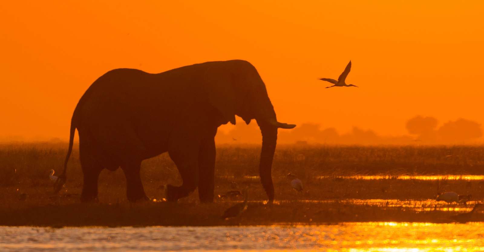 Elephant, Chobe River, Chobe National Park, Botswana.