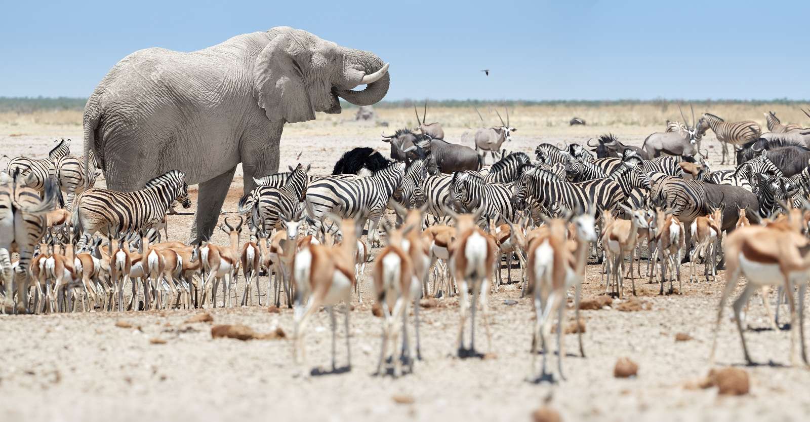 Wildlife gathers at a watering hole, Ongava Private Reserve, Etosha National Park, Namibia.