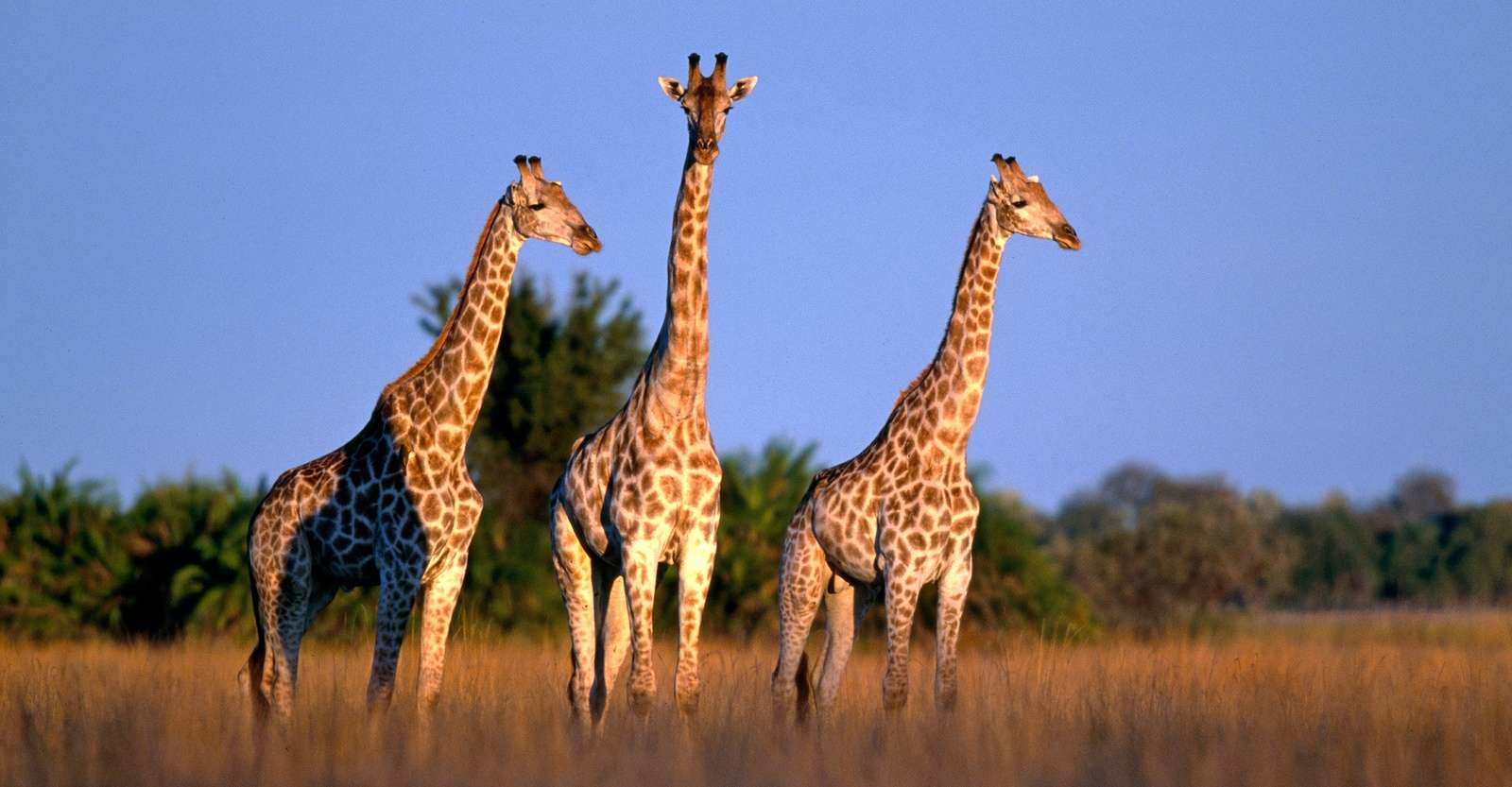 Giraffes, Okavango Delta, Botswana.