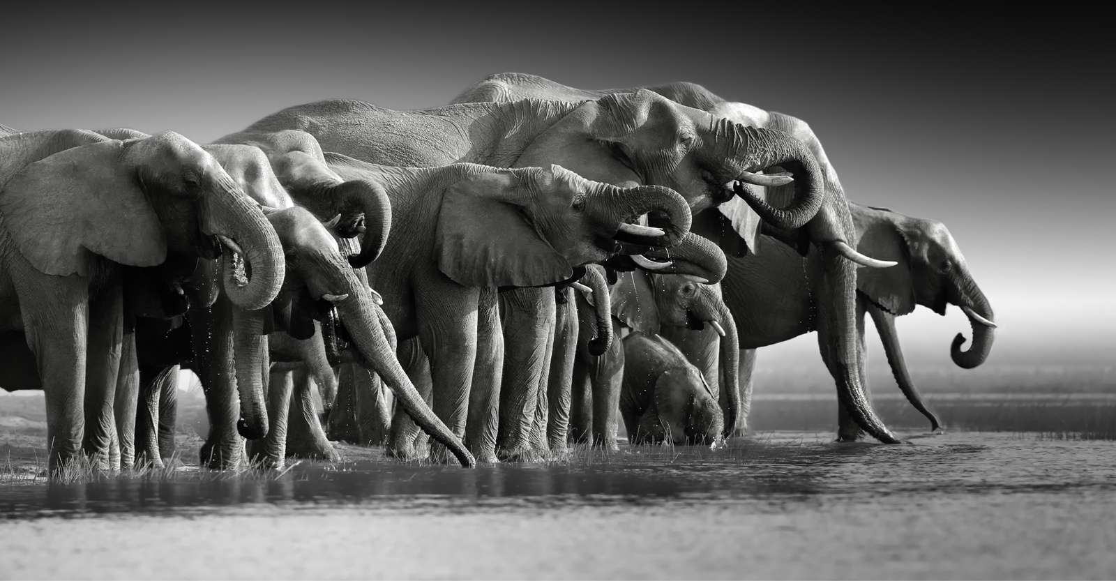 Elephants, Chobe River, Chobe National Park, Botswana.