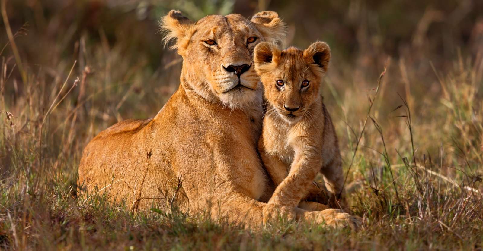 Lioness and cub, Botswana. 