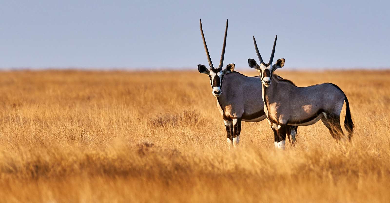 Oryxes, Etosha National Park, Namibia.