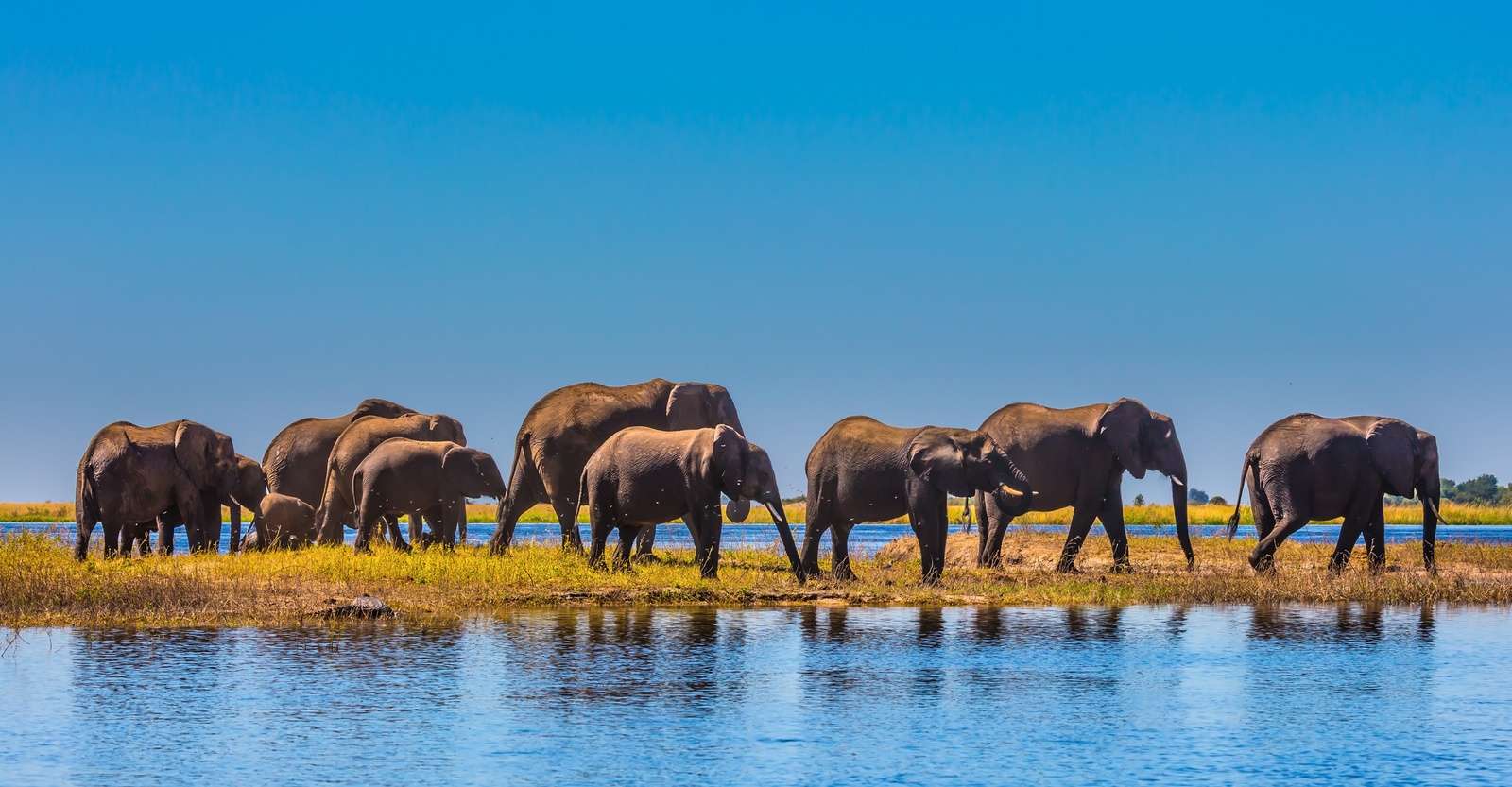 Elephants, Chobe National Park, Botswana.