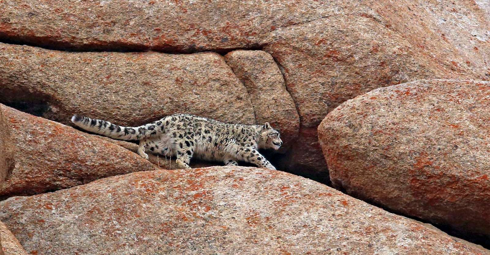 Snow leopard, Ladakh, India.