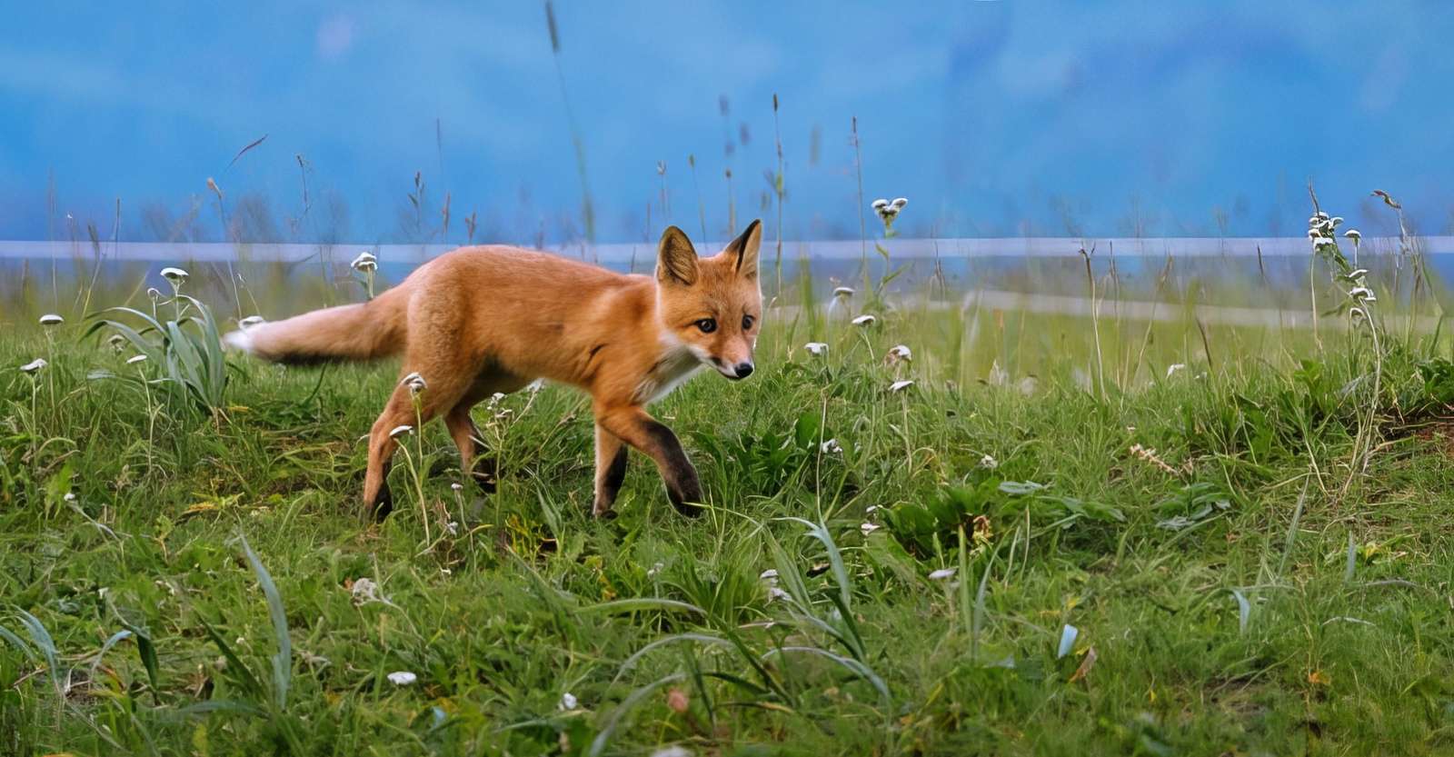 Red fox, Lake Clark National Park & Preserve, Alaska.