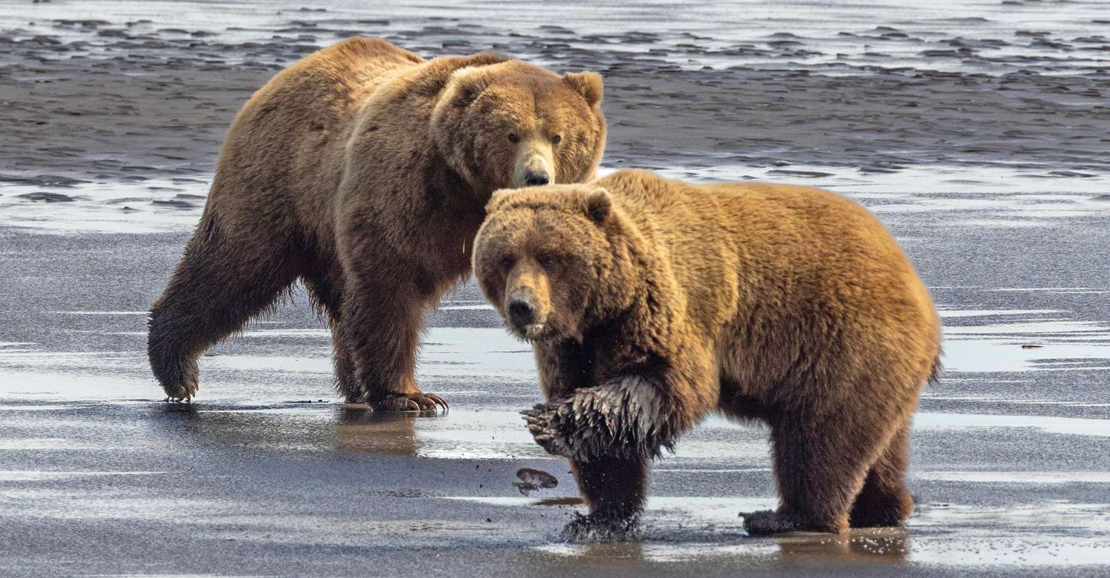Brown bears, Lake Clark National Park & Preserve, Alaska.