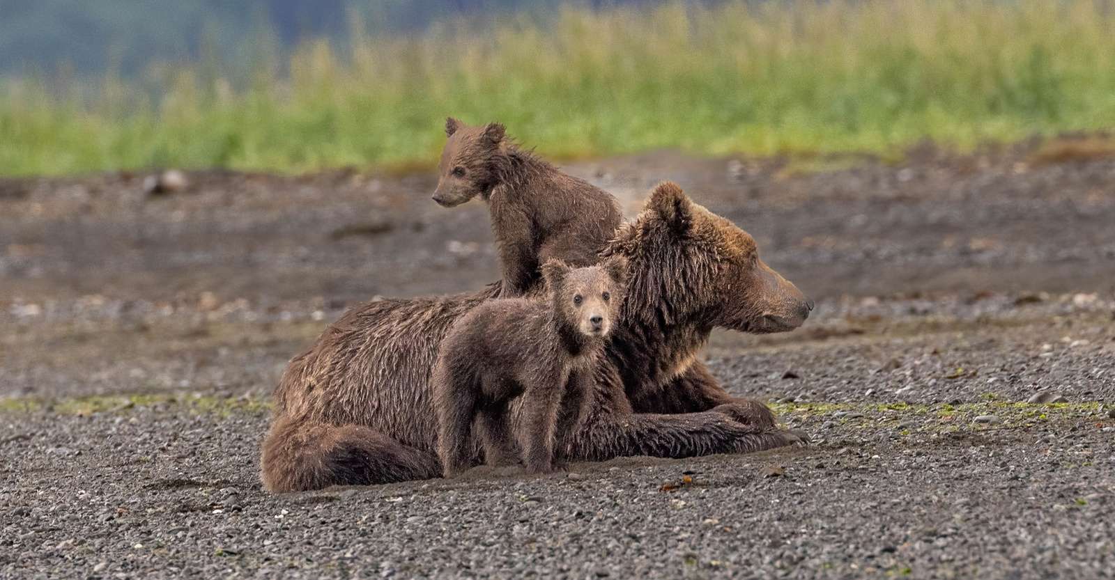 Brown bear with cubs, Nat Hab