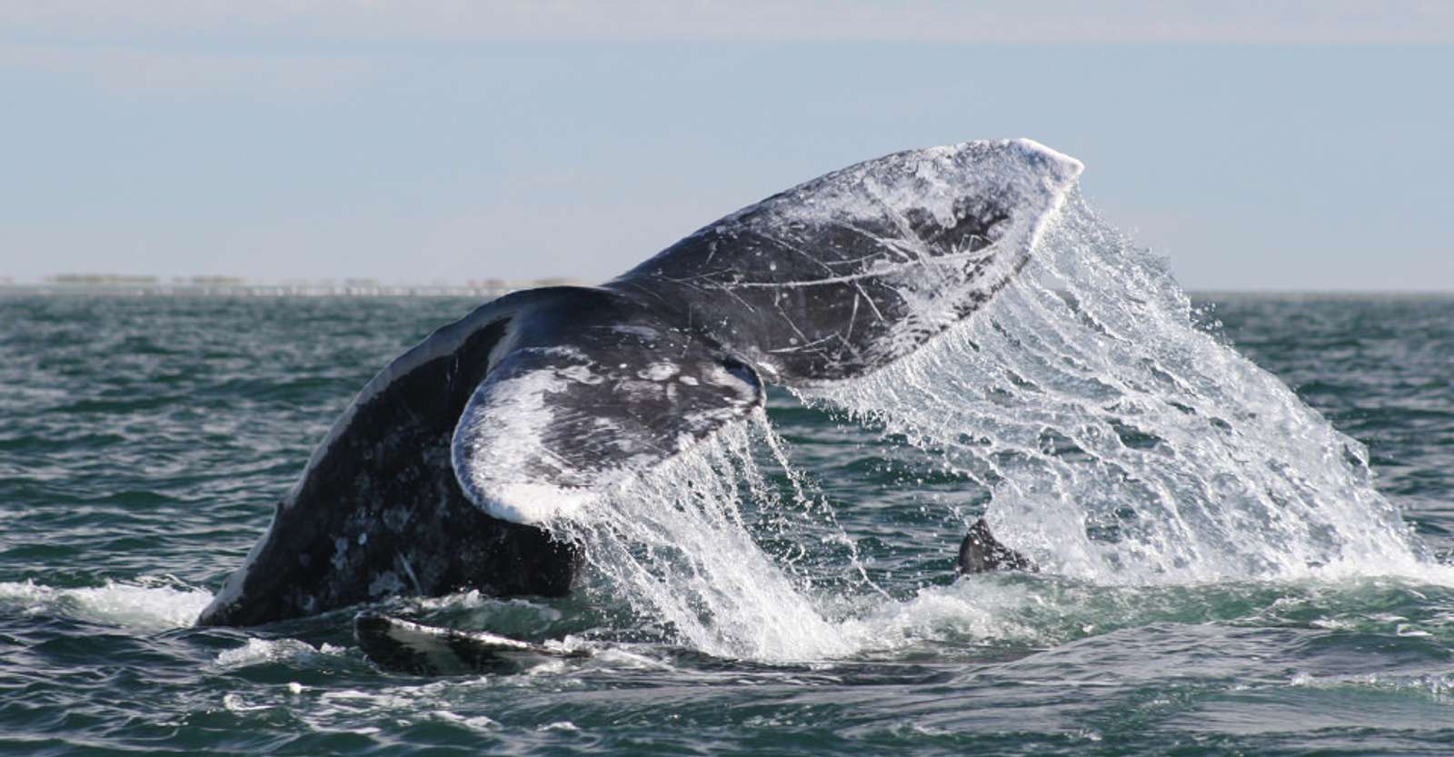 Gray whale fluke, San Ignacio Lagoon, Baja, Mexico 