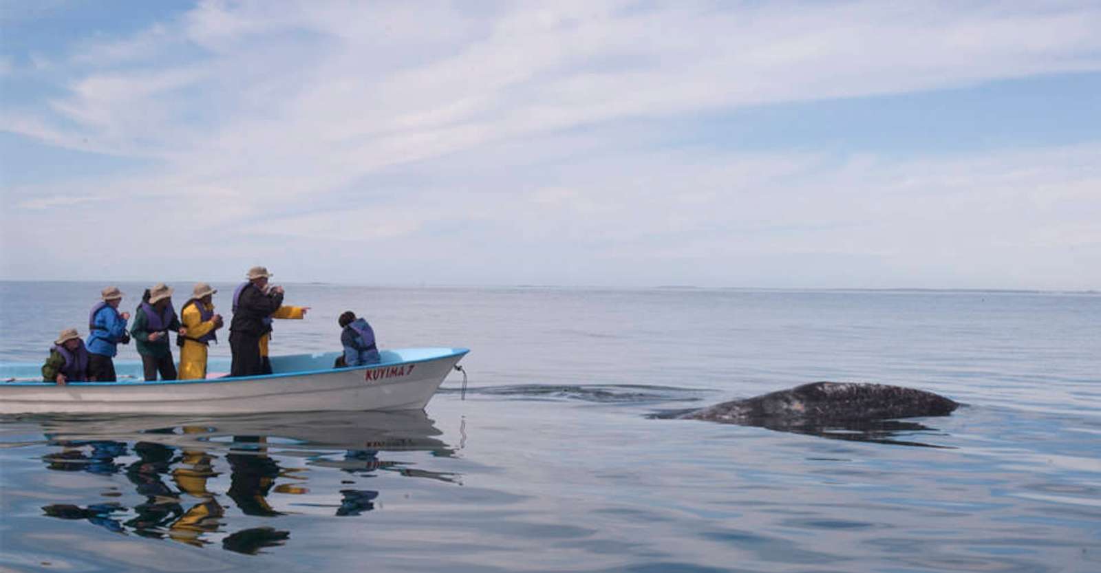 Nat Hab guests and gray whale, San Ignacio Lagoon, Baja, Mexico.