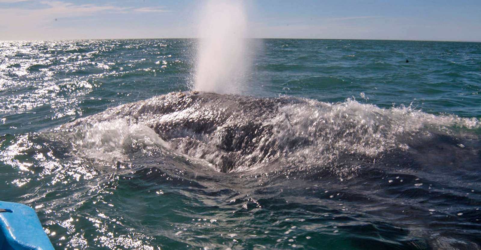 Gray whale blowhole, San Ignacio Lagoon, Baja, Mexico.