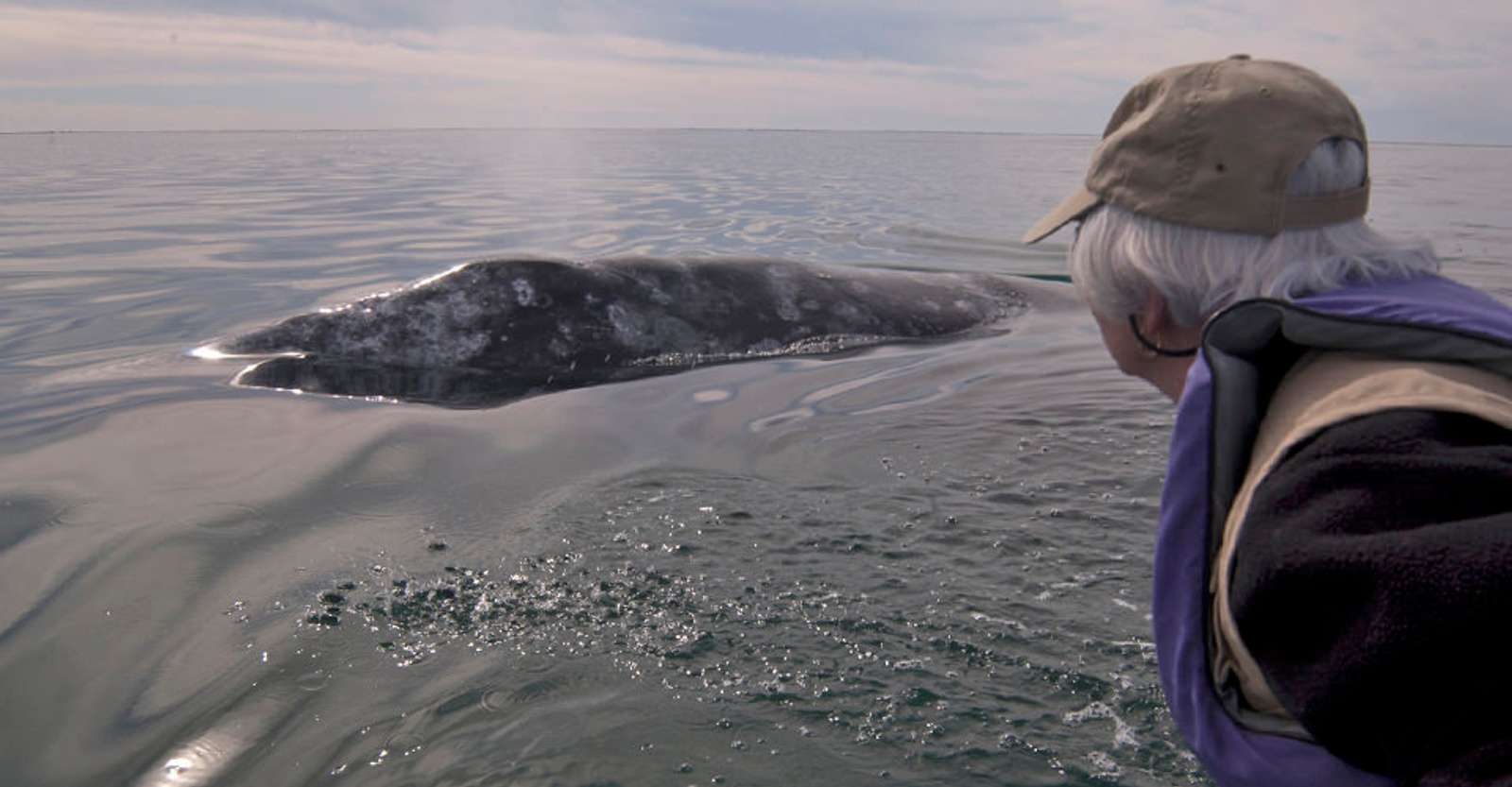 Nat Hab guest and gray whale, San Ignacio Lagoon, Baja, Mexico.
