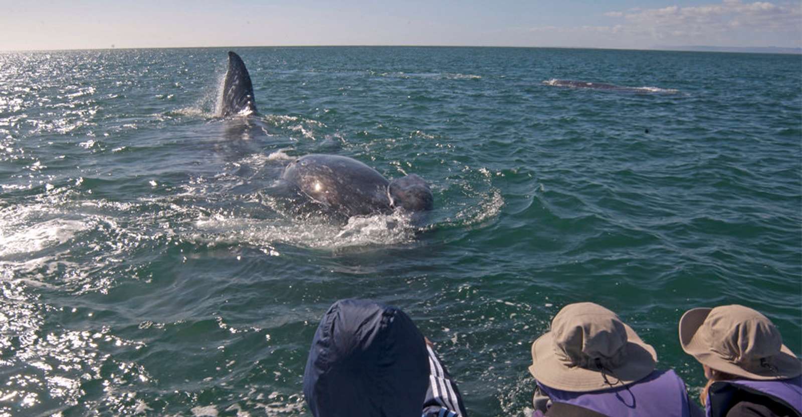 Gray whale and Nat Hab guests, San Ignacio Lagoon, Baja, Mexico.