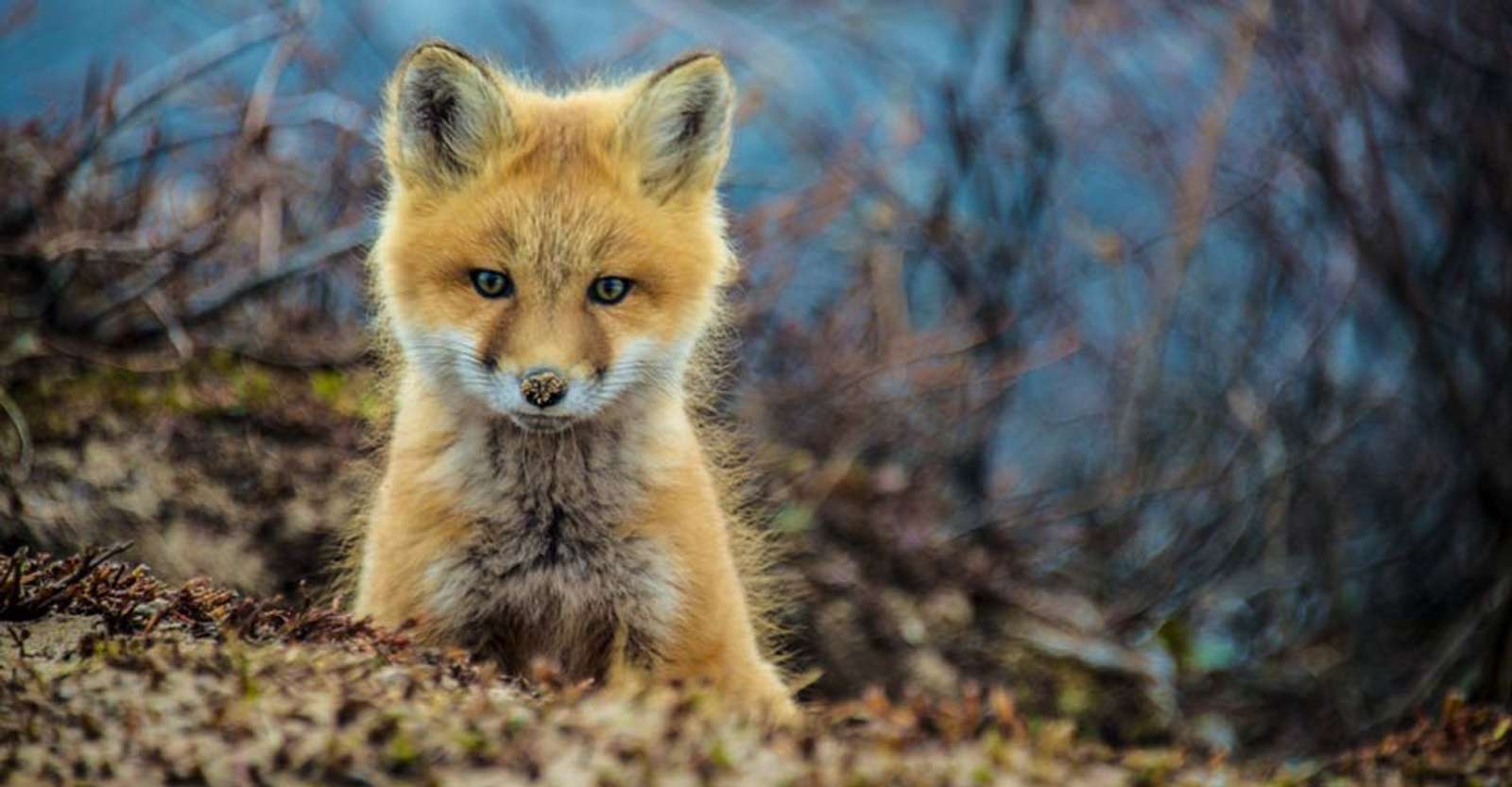 Young red fox, Churchill, Manitoba.