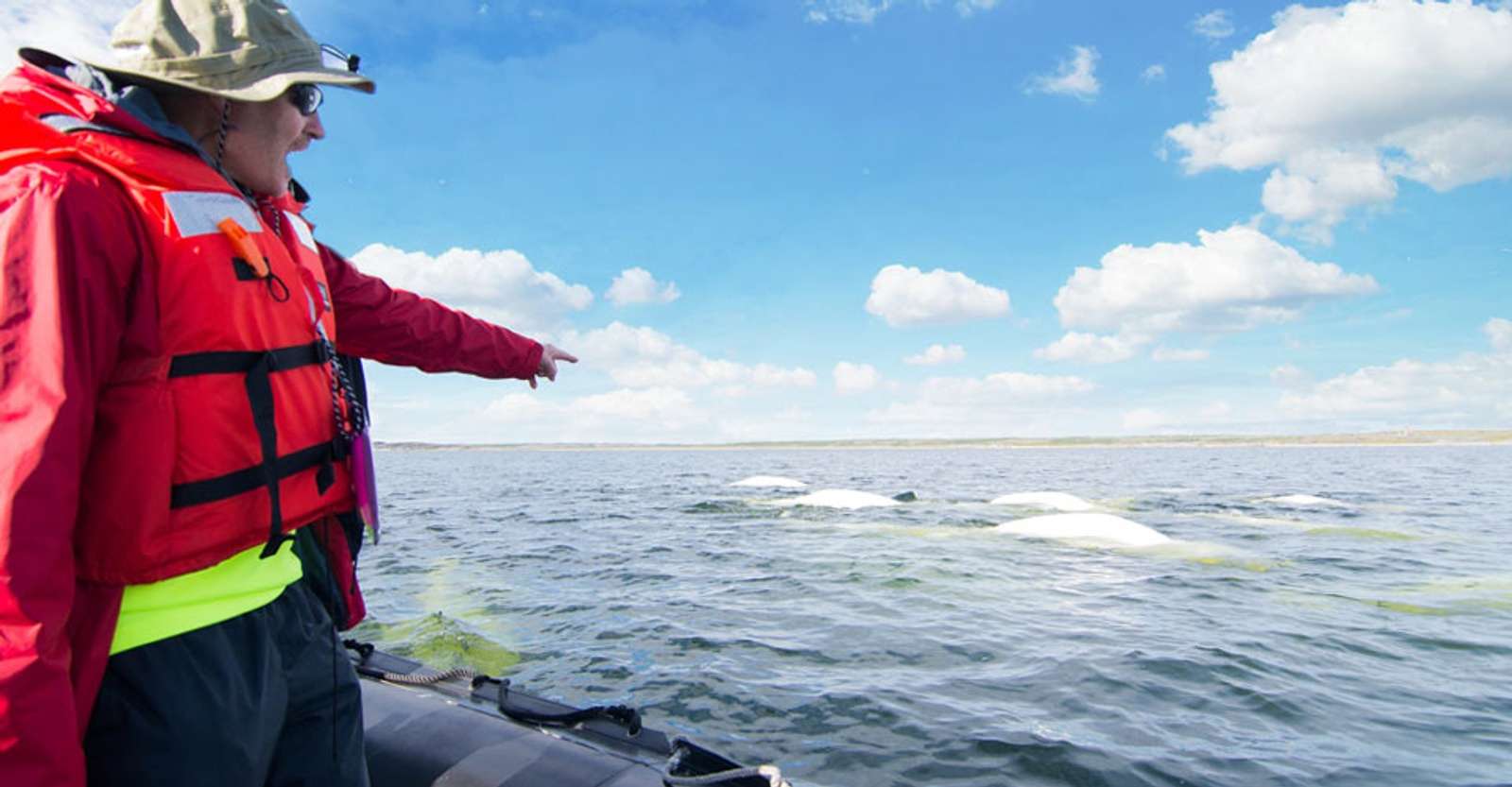Nat Hab guest watching beluga whales, Hudson Bay, Churchill, Manitoba.