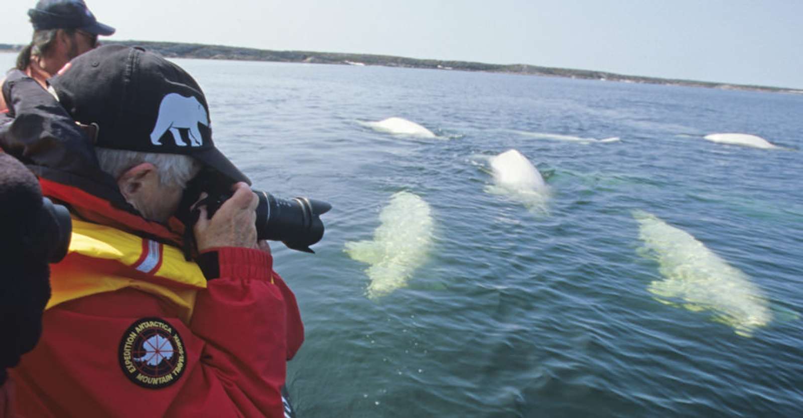 Nat Hab guests photographing belugas at Hudson Bay, Churchill, Manitoba.