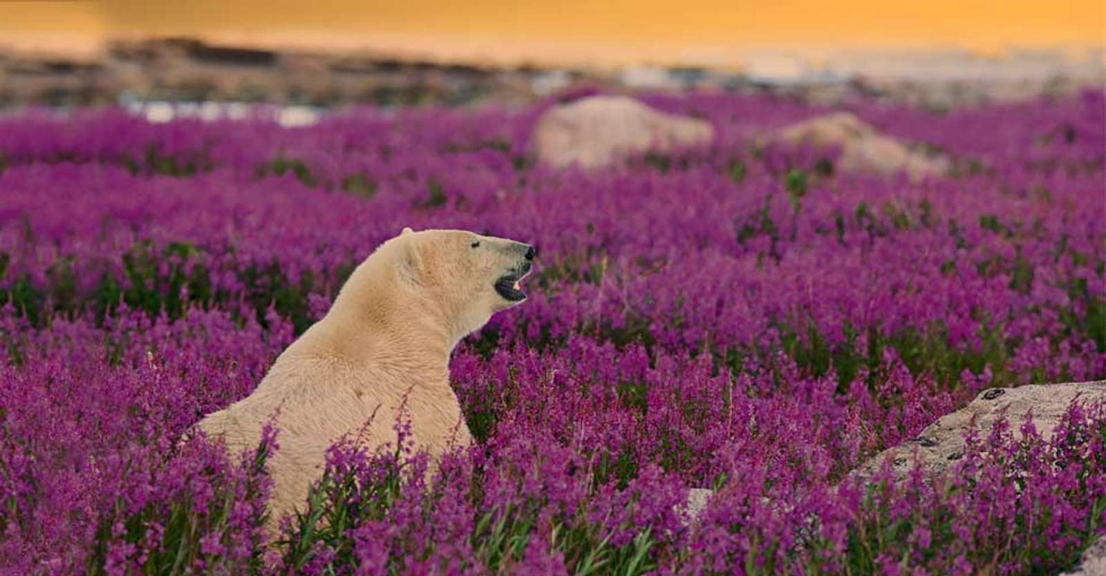 Polar bear and wildflowers, Churchill, Manitoba.