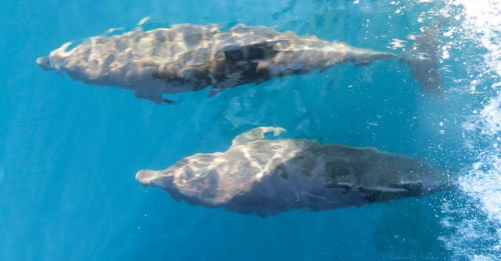 Bottlenose dolphins, Galapagos Islands, Ecuador.